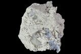 Purple/Gray Fluorite Cluster - Marblehead Quarry Ohio #81200-1